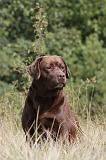 LABRADOR 062